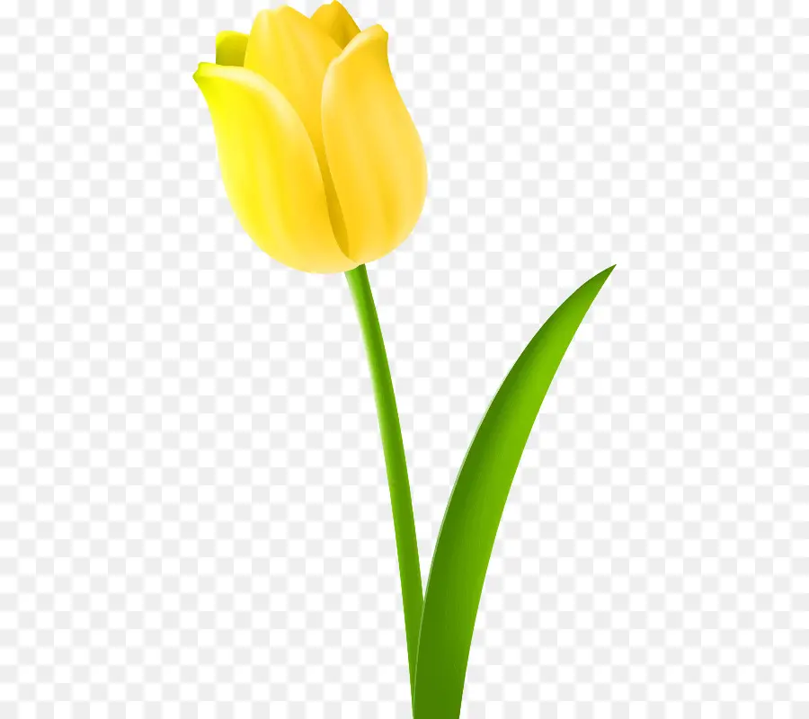 Tulipes，Tulipe Jaune PNG