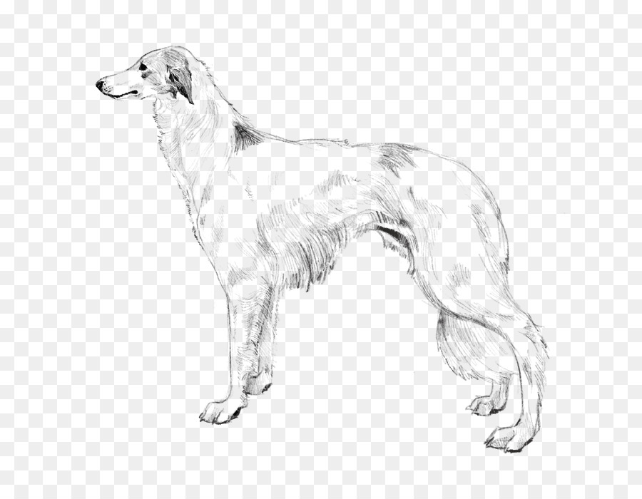 Borzoi，Windhound En Soie PNG