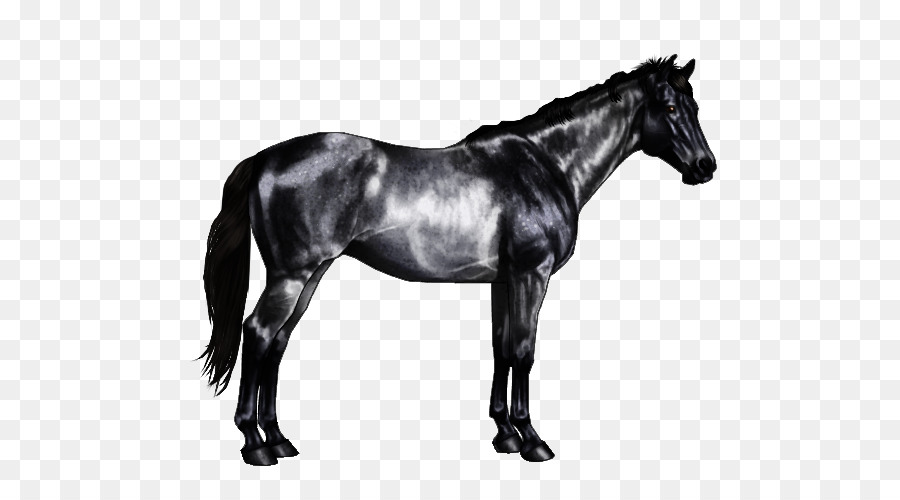 Cheval，Équin PNG