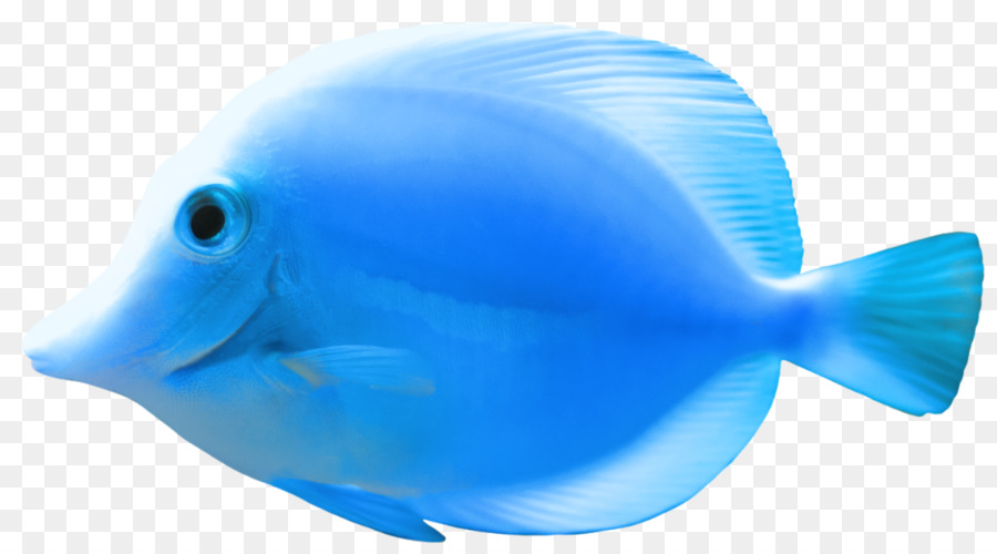 Poisson，Aquatique PNG