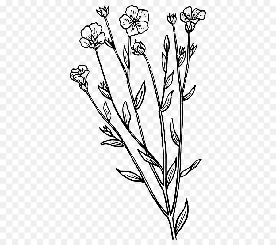 Dessin De Fleur，Botanique PNG