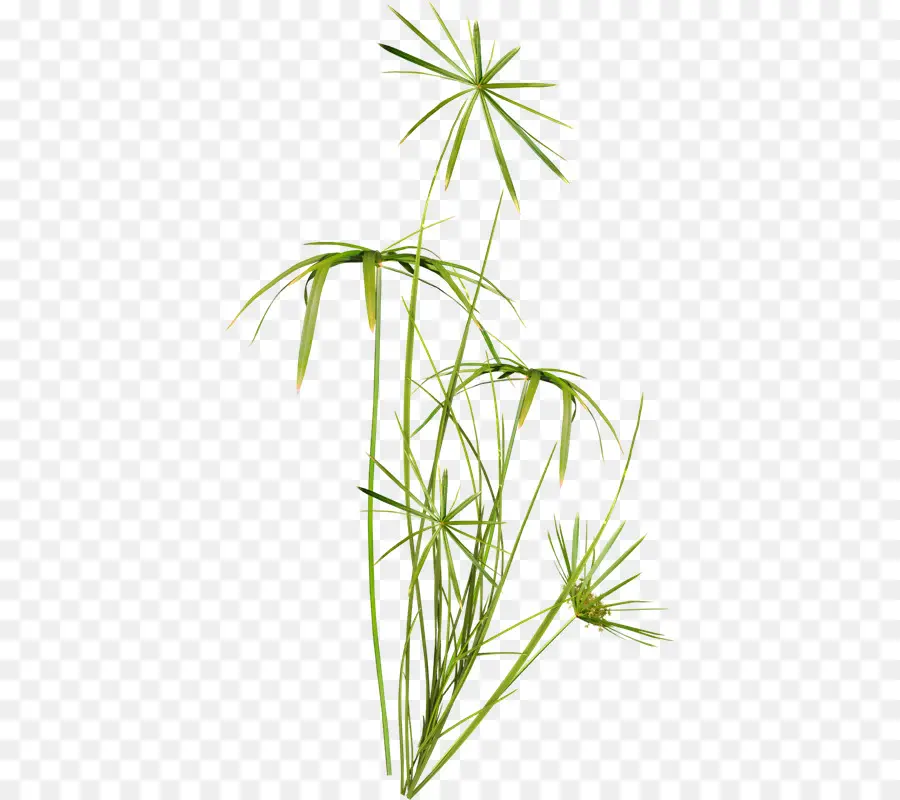 Souchet Comestible，Tige De La Plante PNG