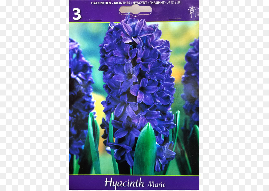 Jacinthe Violette，Usine PNG