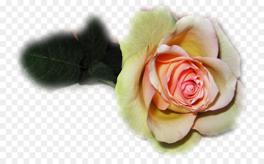 Les Roses De Jardin，Cadeau PNG