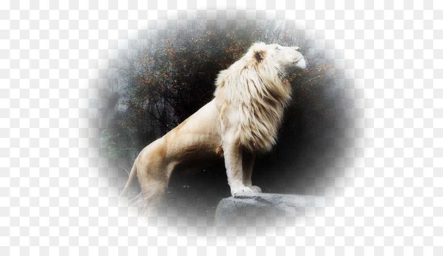 Lion，Lion Blanc PNG