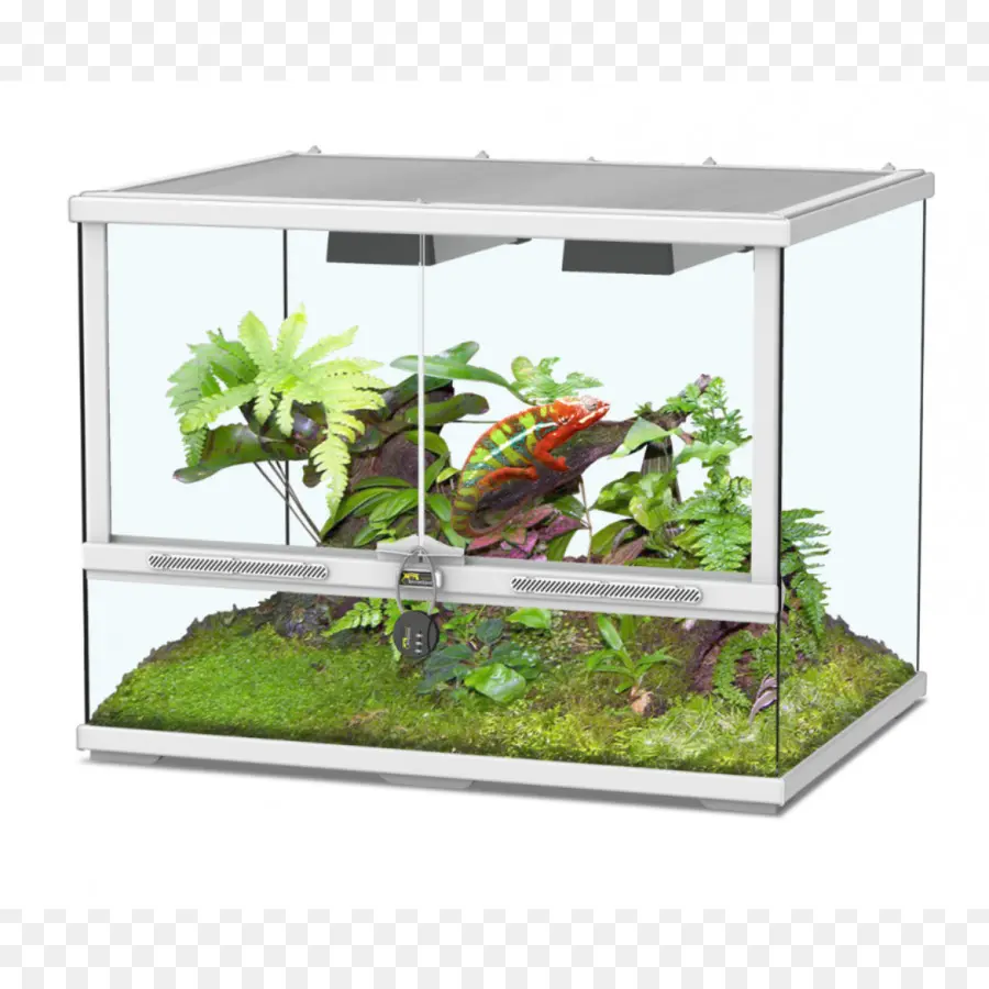 Terrarium，Plantes PNG