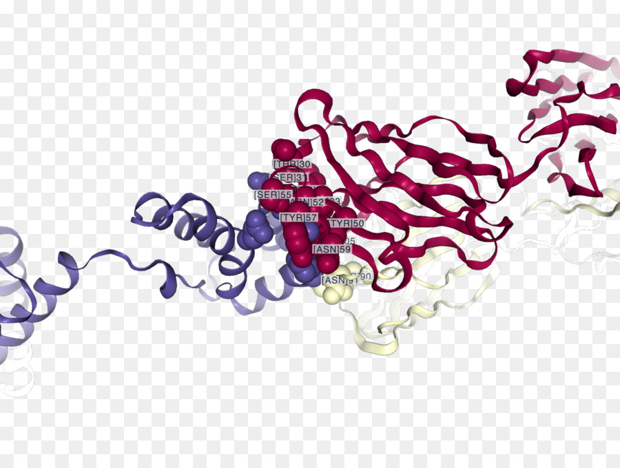 Structure Des Protéines，Molécule PNG