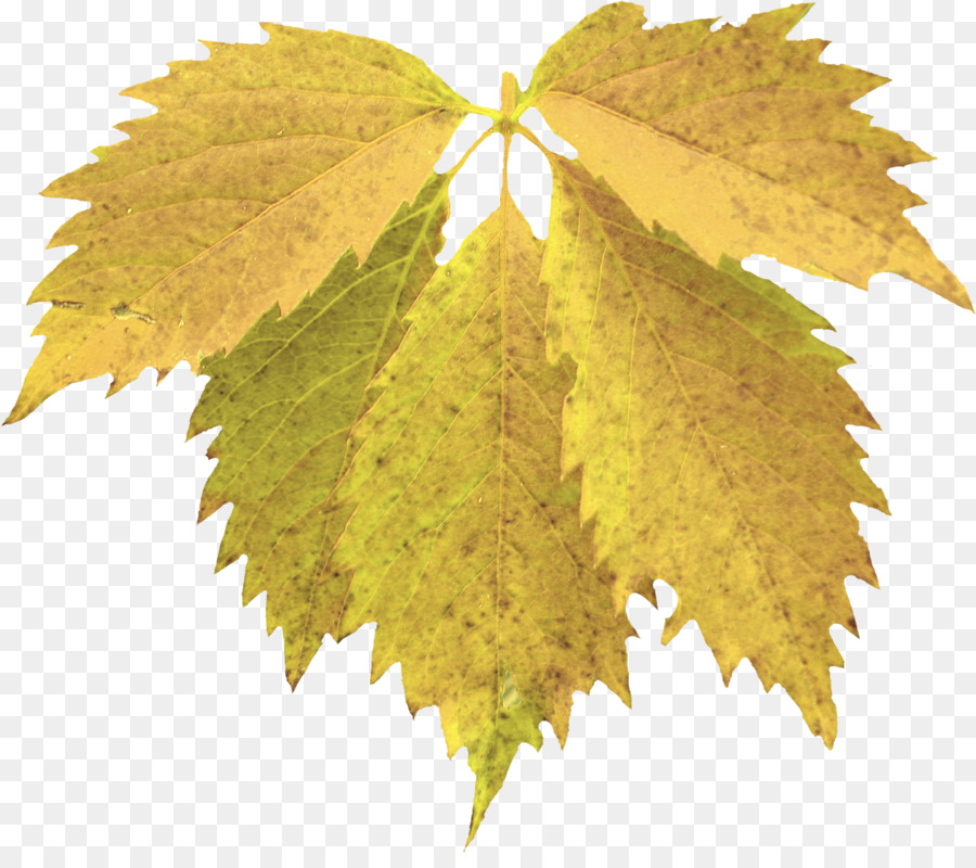 Feuille，Automne PNG