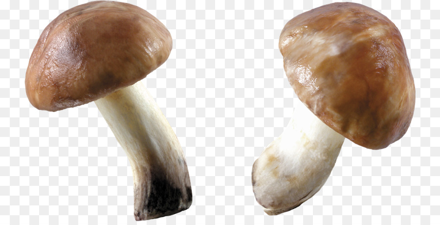 Champignons，Comestible PNG