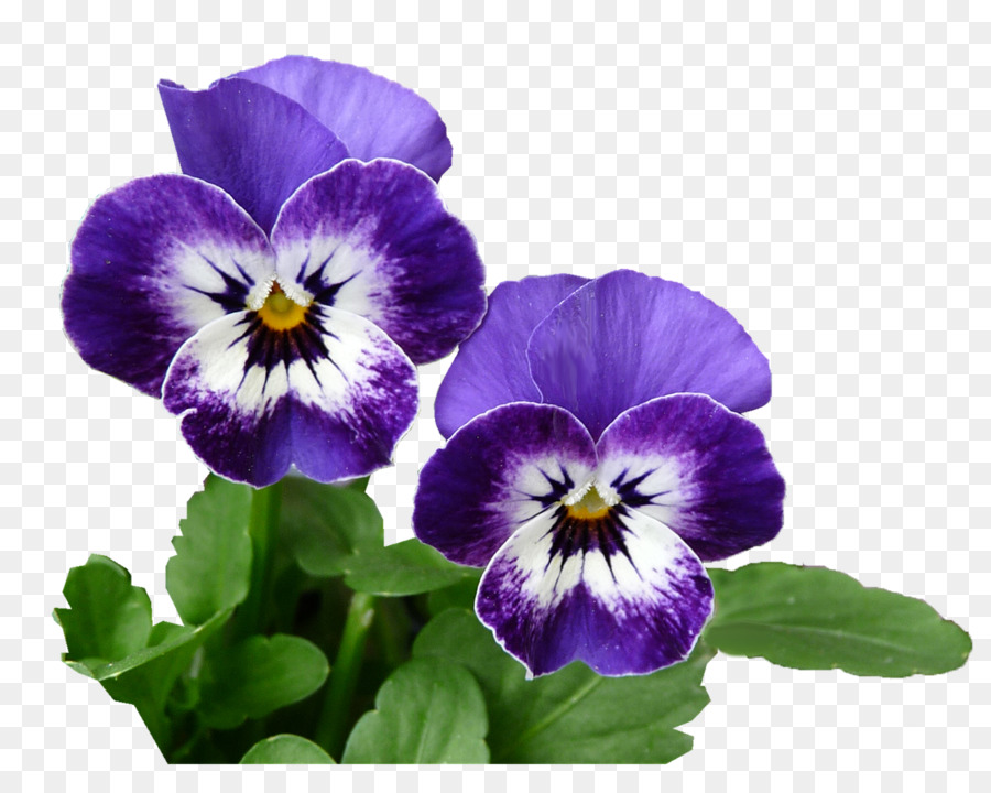 Fleurs Violettes，Fleurir PNG