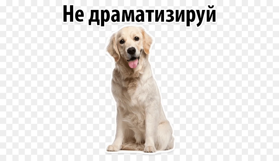 Golden Retriever，Figurine PNG