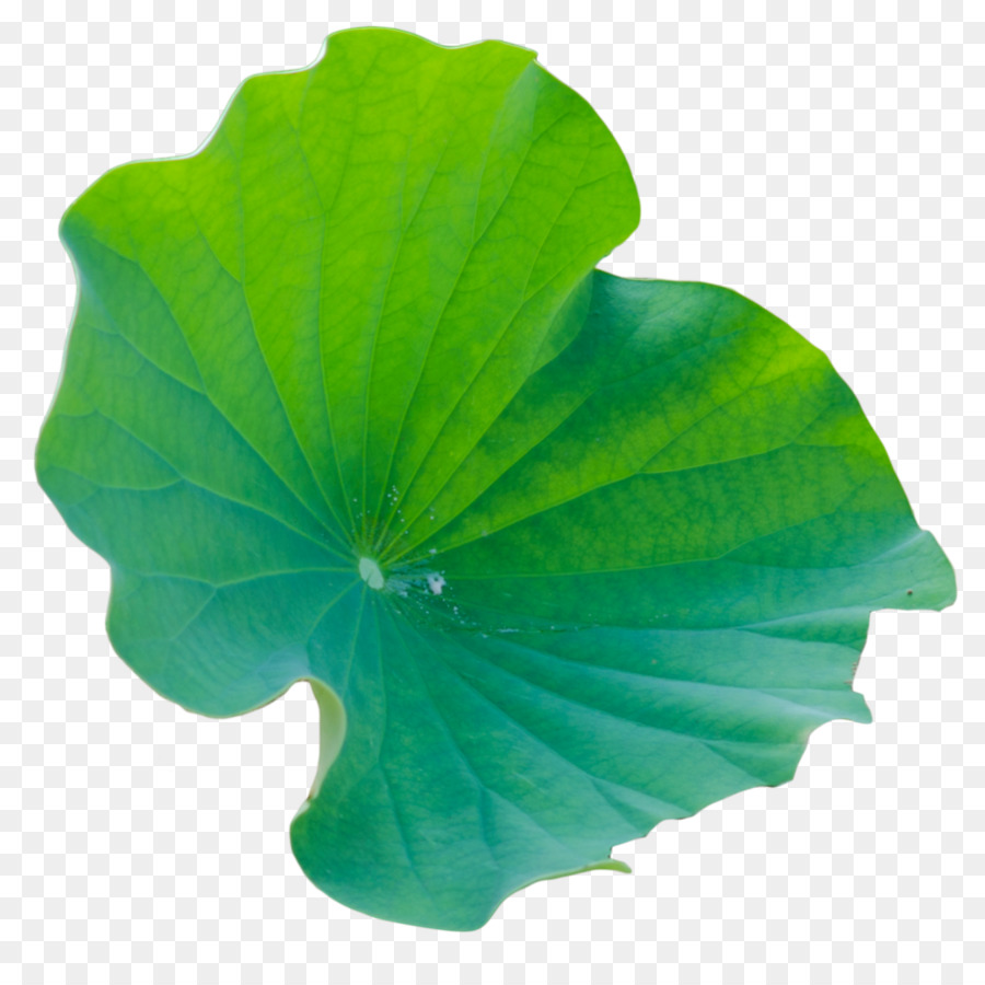 Nénuphar，Eau PNG