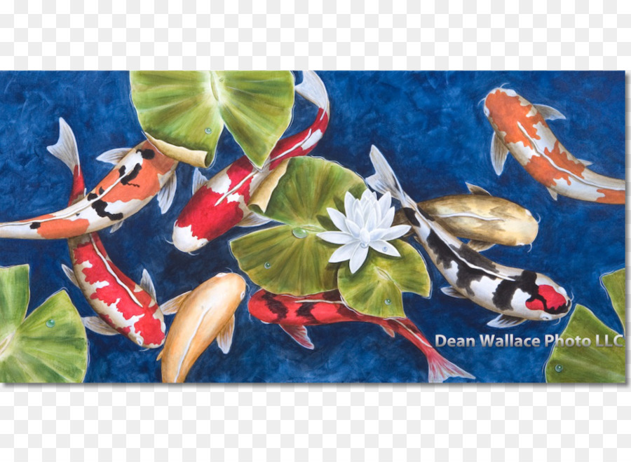 Koi，Peinture PNG