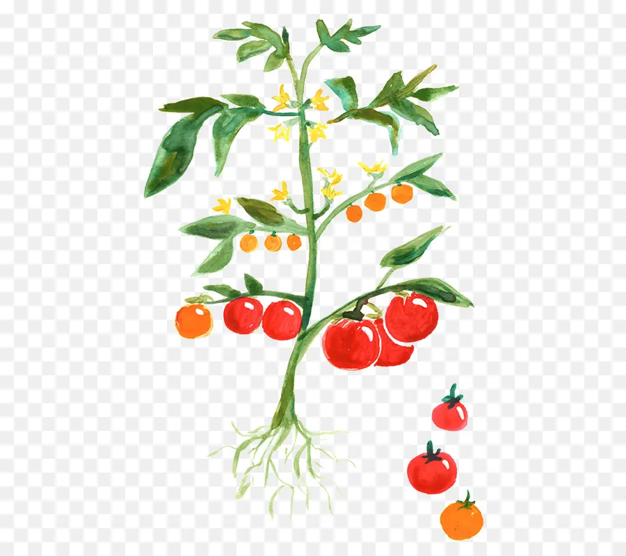 Plant De Tomate，Légume PNG