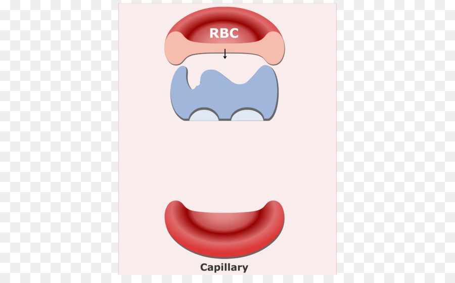Globule Rouge，Capillaire PNG