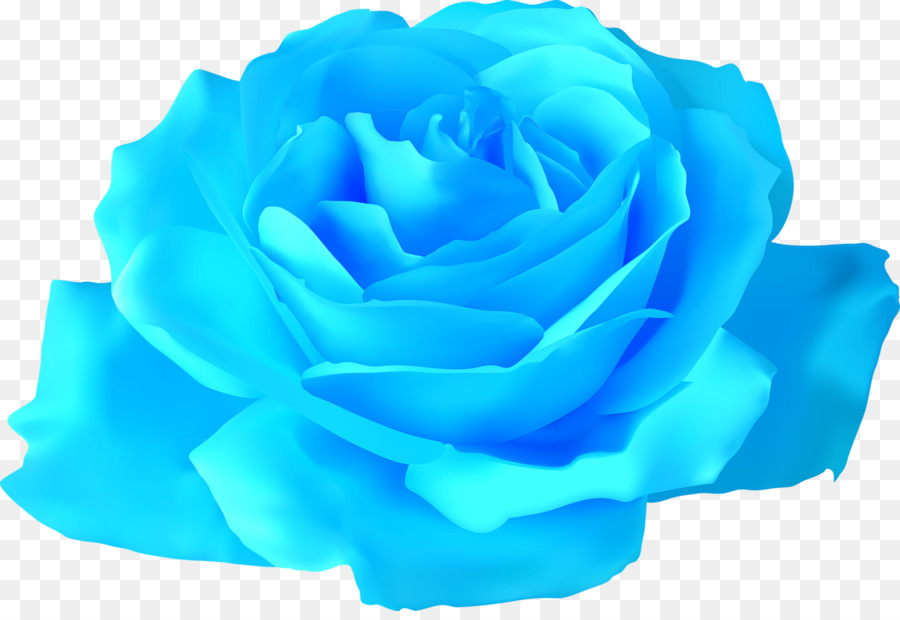 Rose Pourpre，Rose PNG