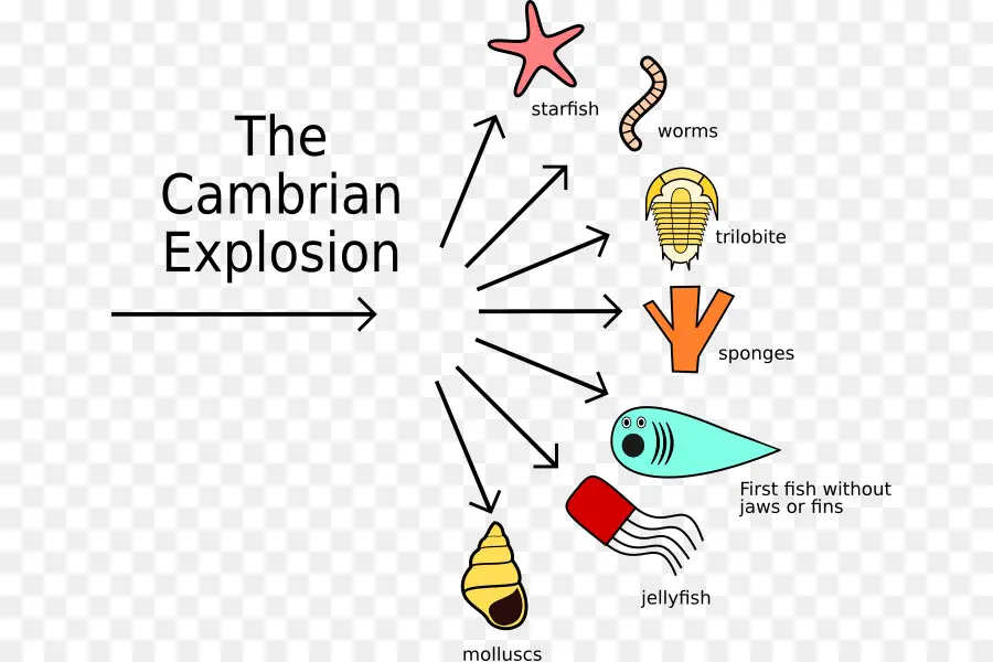 Explosion Cambrienne，Cambrien PNG