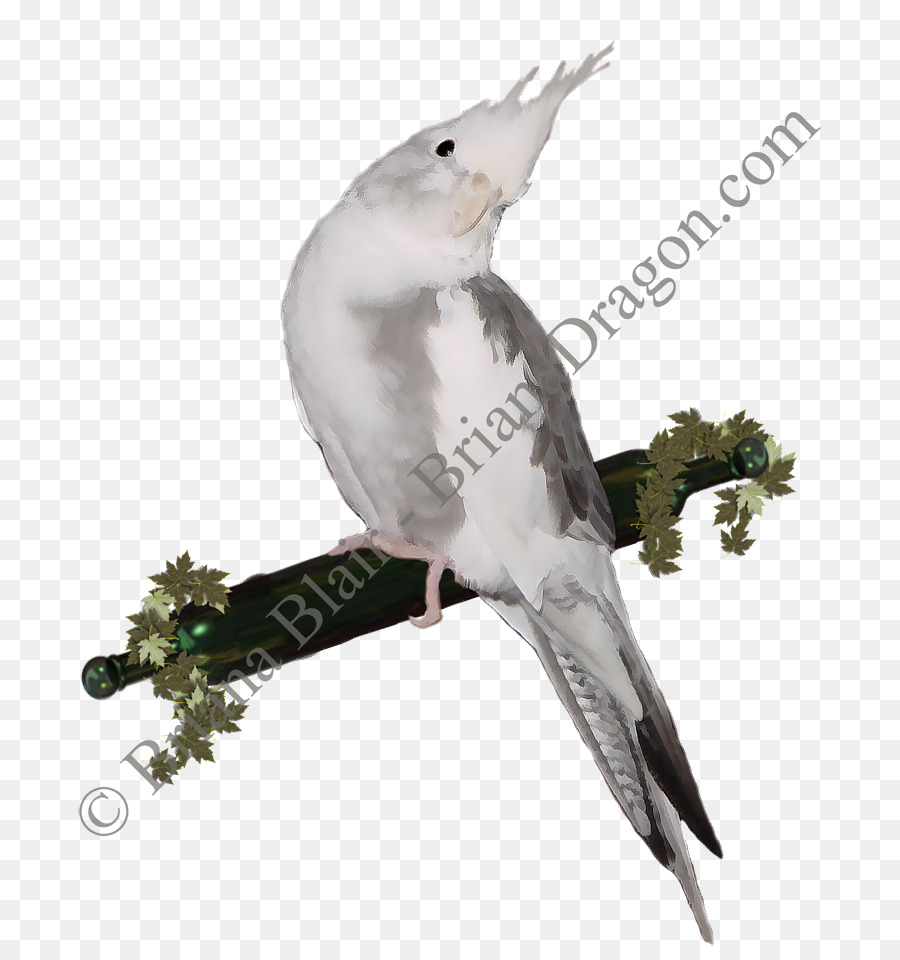 Cockatiel，Perruche PNG