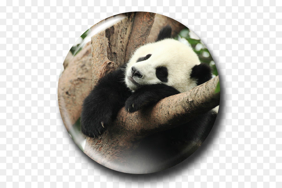 Panda Géant，Les Pandas PNG