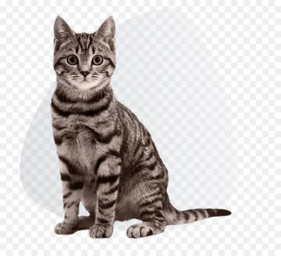 Chat Gris，Animal De Compagnie PNG