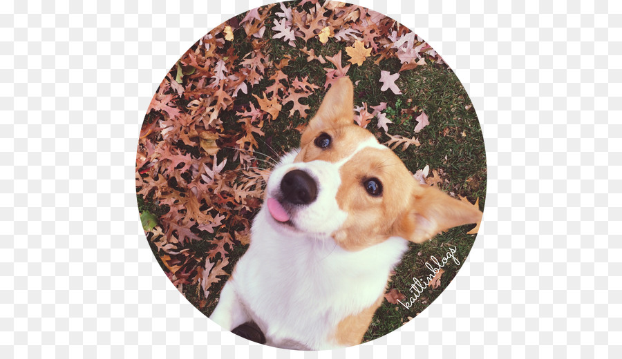 Welsh Corgi Pembroke，Chiot PNG