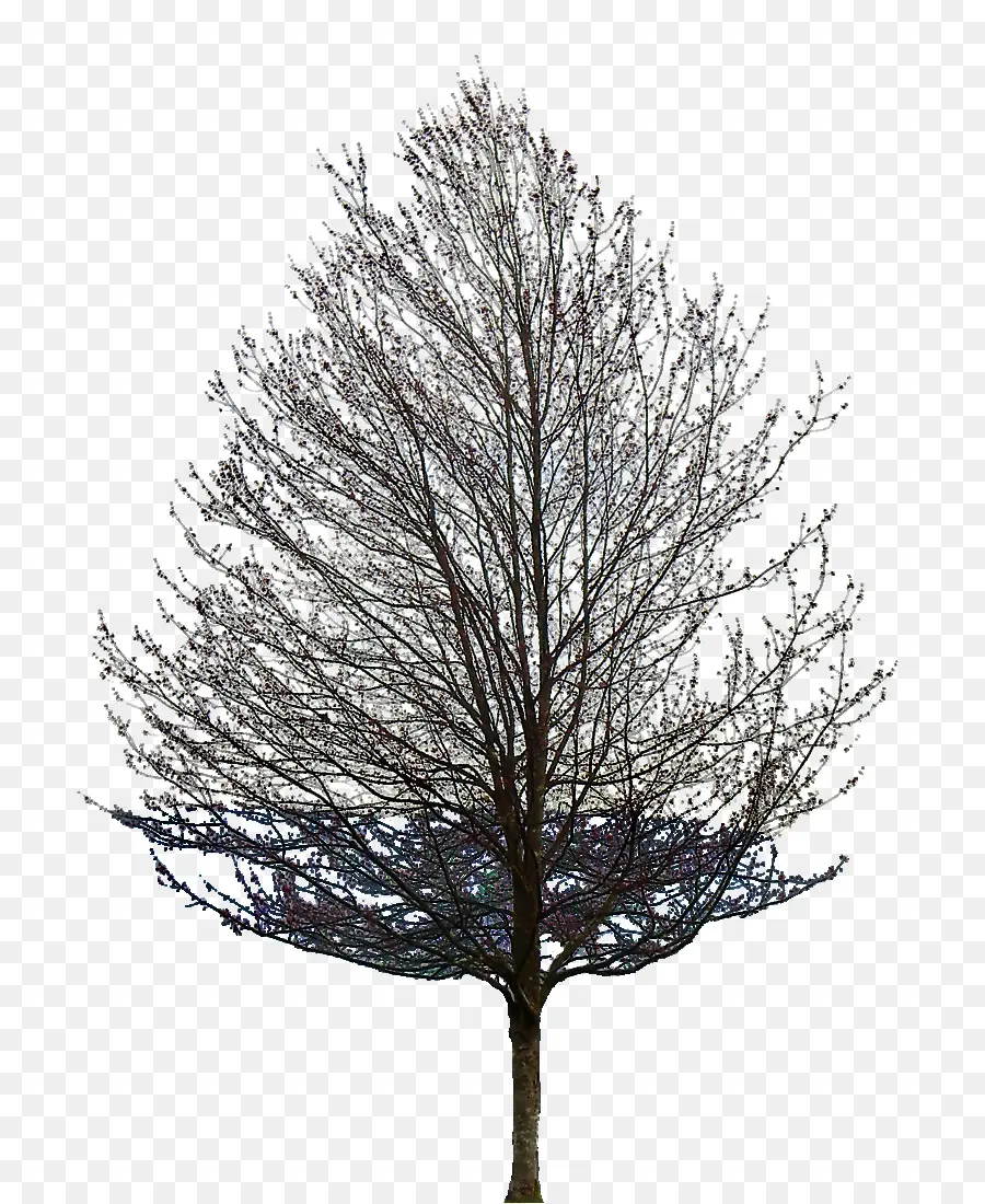 Arbres Nus，Arbres PNG