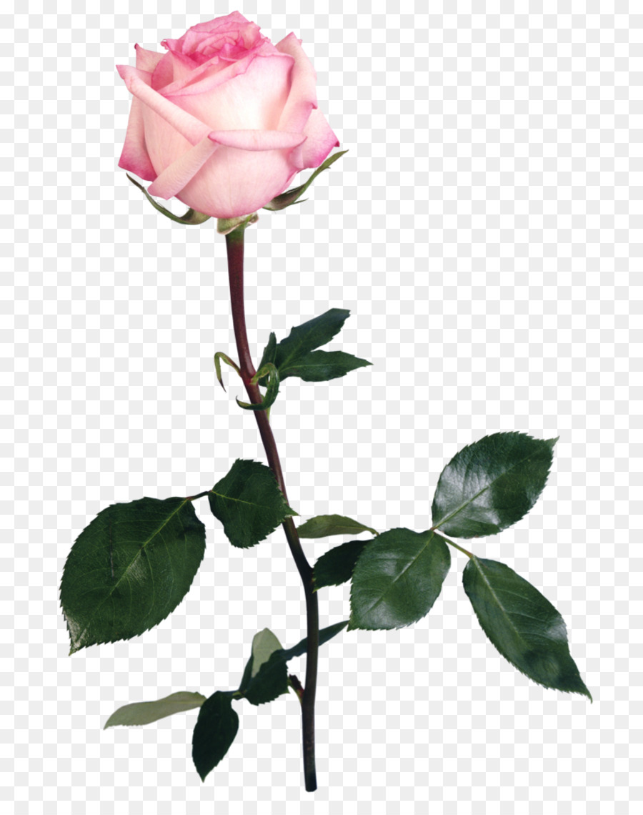 Rose Rose，Floraison PNG