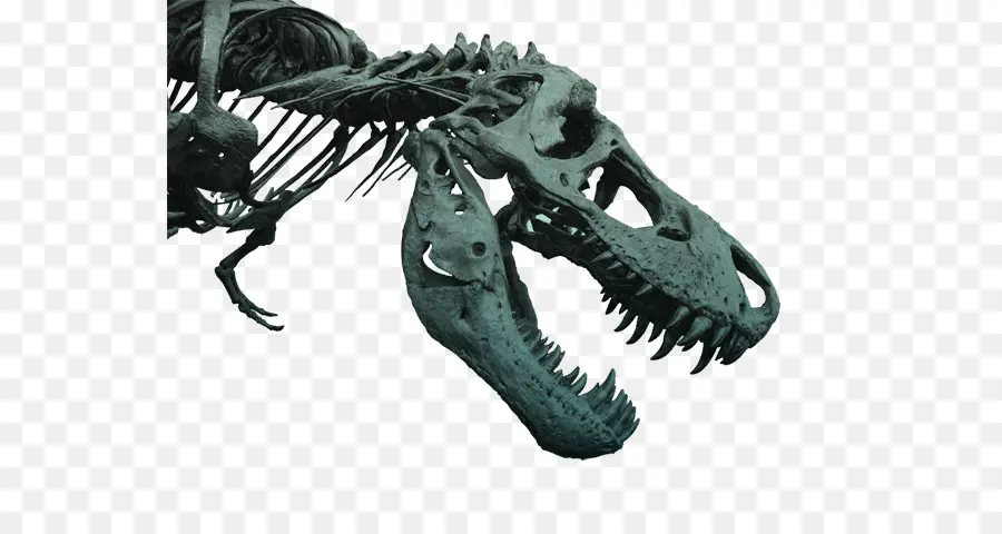 Le Tyrannosaure，Dinosaure PNG