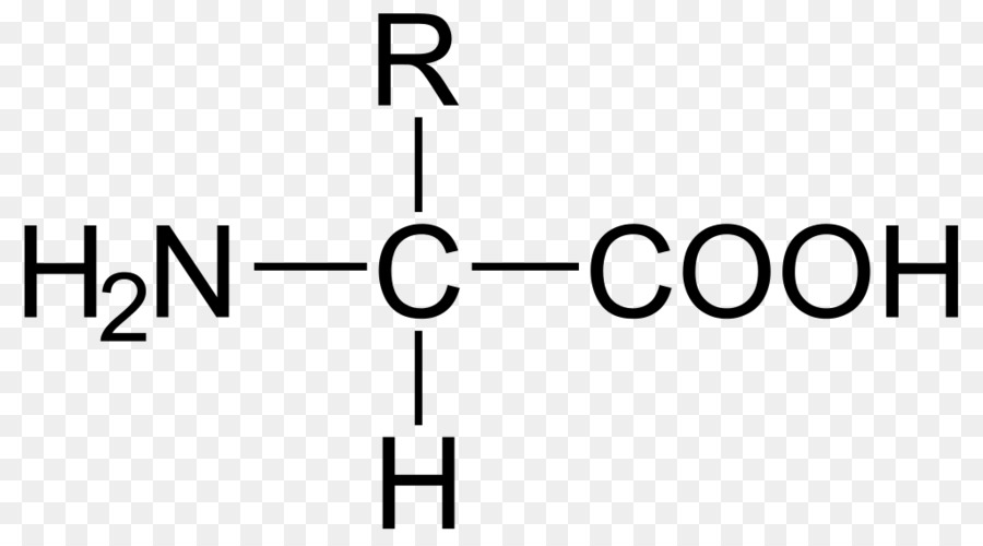 L Acide Carboxylique，D Acides Aminés PNG