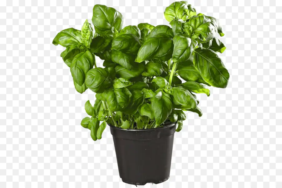 Plante De Basilic，Herbe PNG