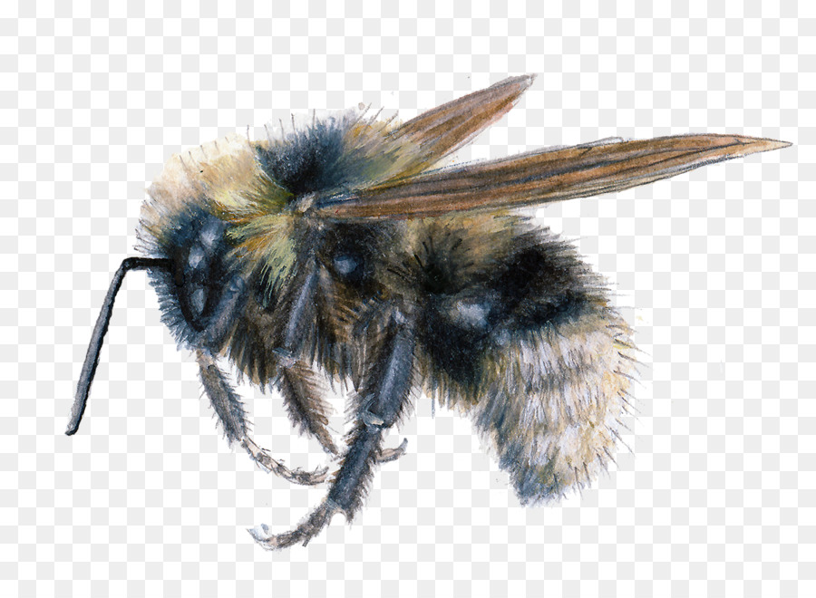 Abeille，Ailes PNG