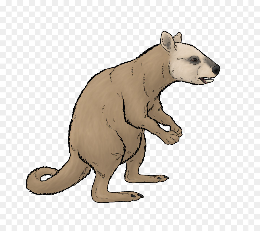 Kangourou De Dessin Animé，Marsupial PNG