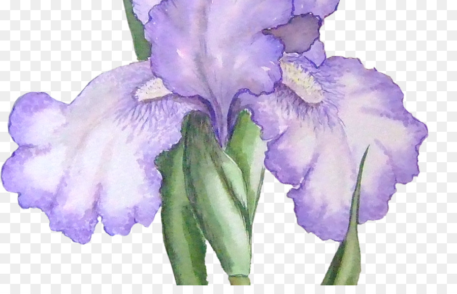 Iris，Violet PNG