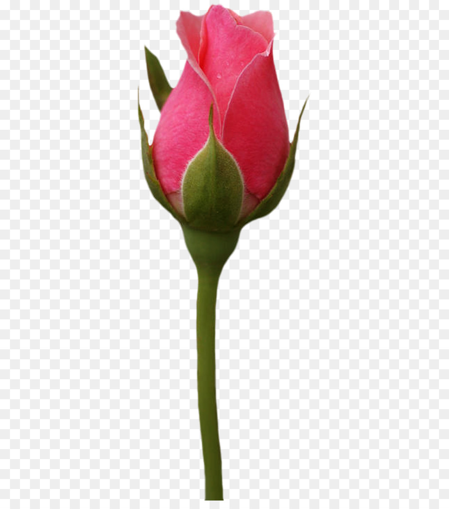 Tulipe，Floraison PNG