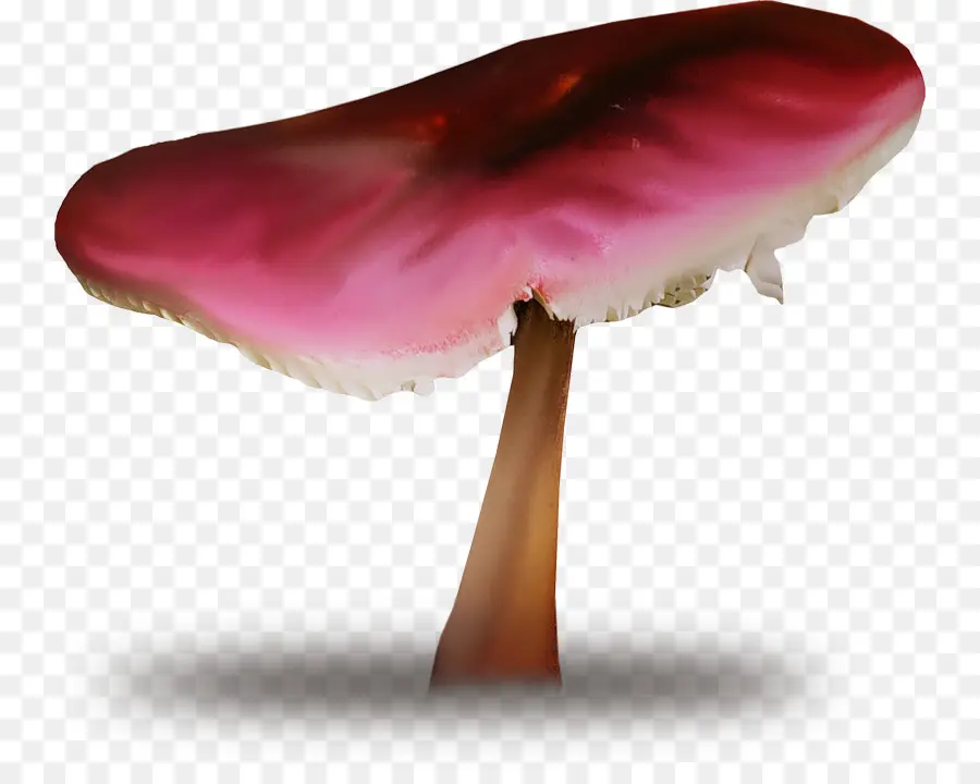 Champignon，Usine PNG