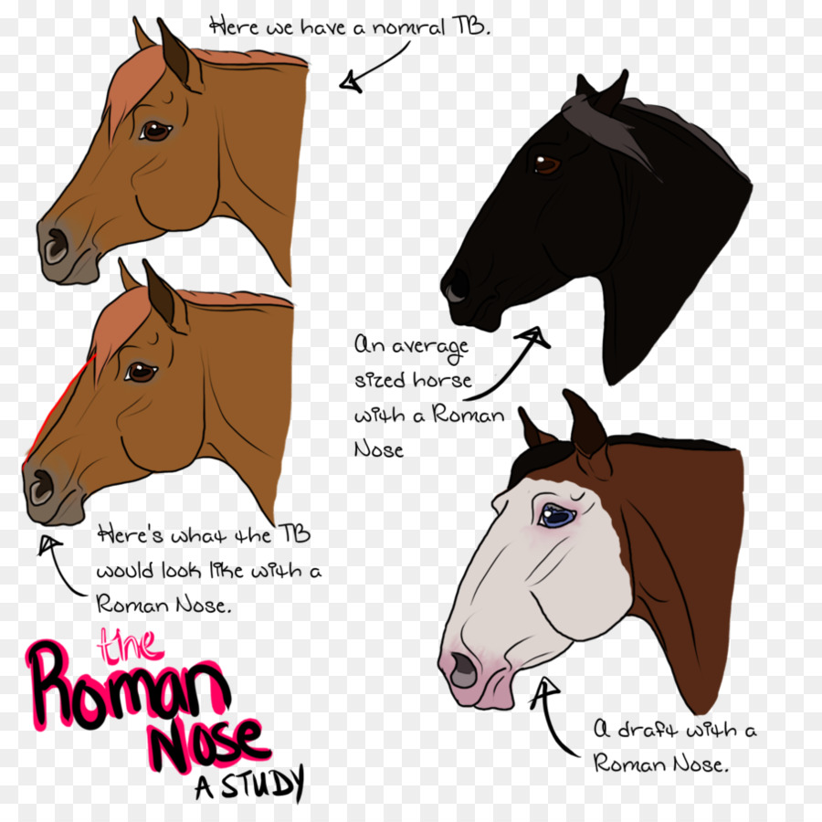 Paso Fino Cheval，De Poméranie PNG