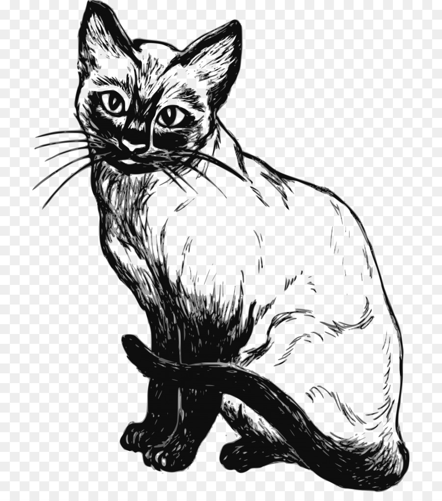 Chat，Animal De Compagnie PNG