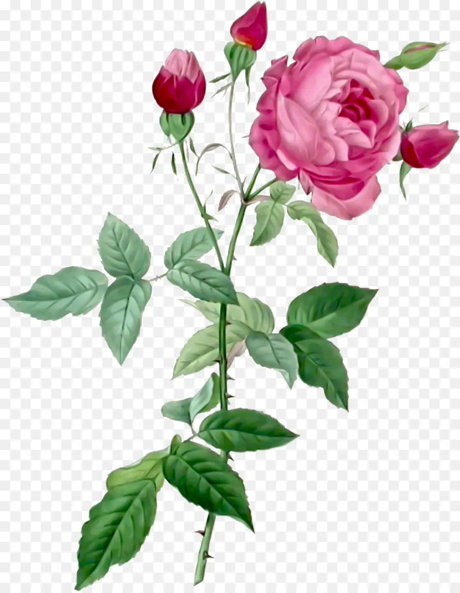 Pierrejoseph Redouté 17591840，Les Roses PNG
