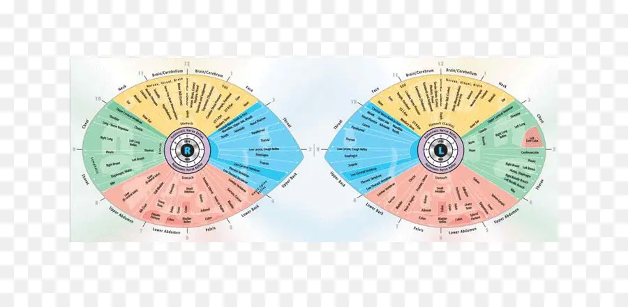 Tableau D'iridologie，Œil PNG