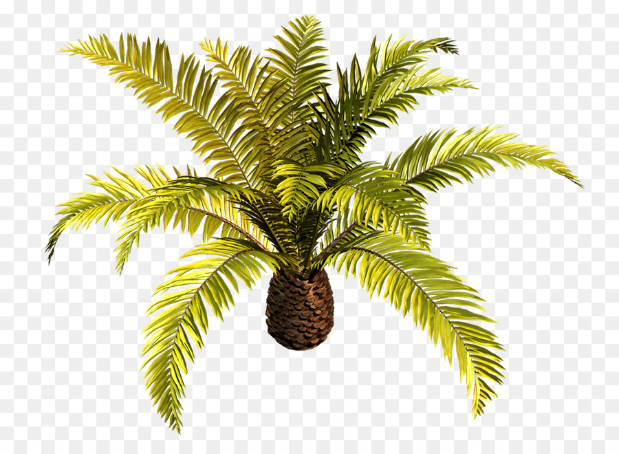 Arecaceae，Arbre PNG