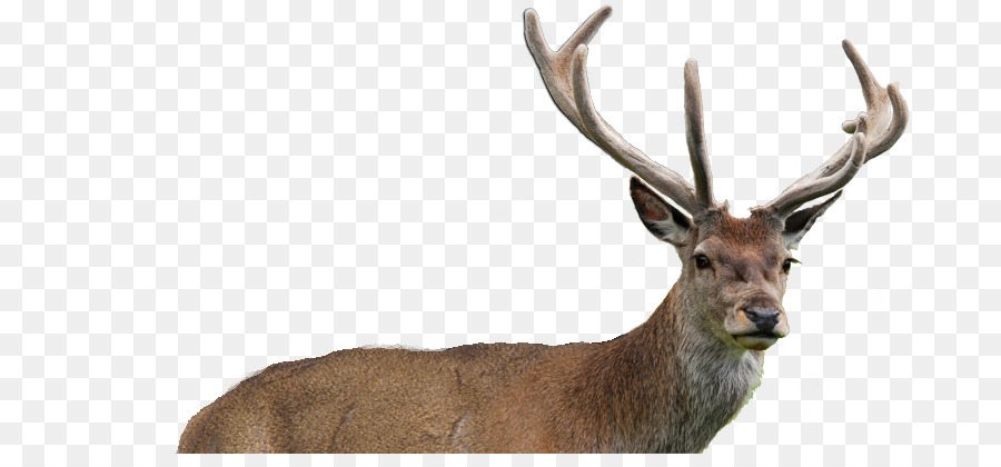 Elk，Whitetailed Cerf PNG