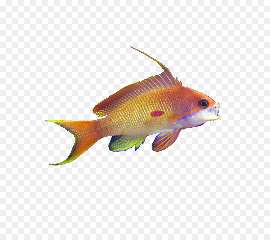 Poissons Tropicaux，Aquatique PNG