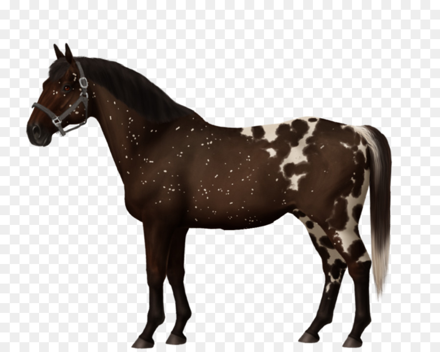 Berger Allemand，Appaloosa PNG