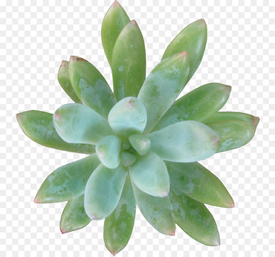 Plante Succulente，Verdure PNG