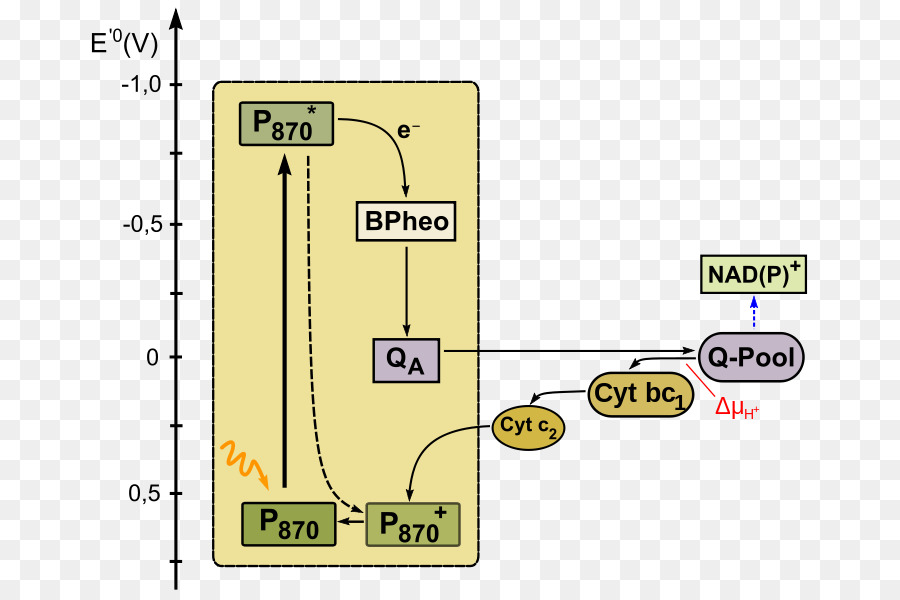 La Lumière，Anoxygéniques Ne La Photosynthèse PNG