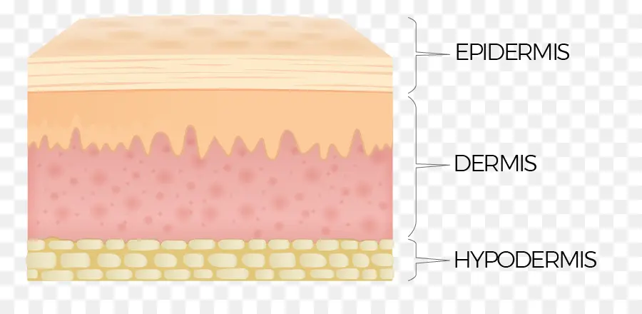 Couches De Peau，épiderme PNG