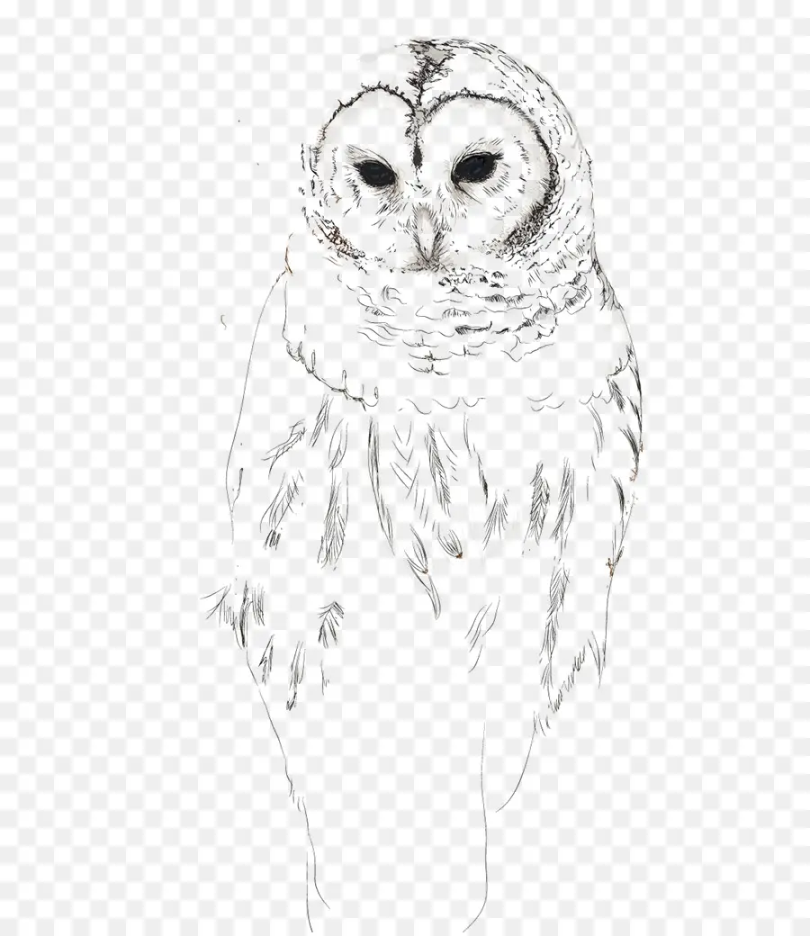 Dessin De Hibou，Oiseau PNG