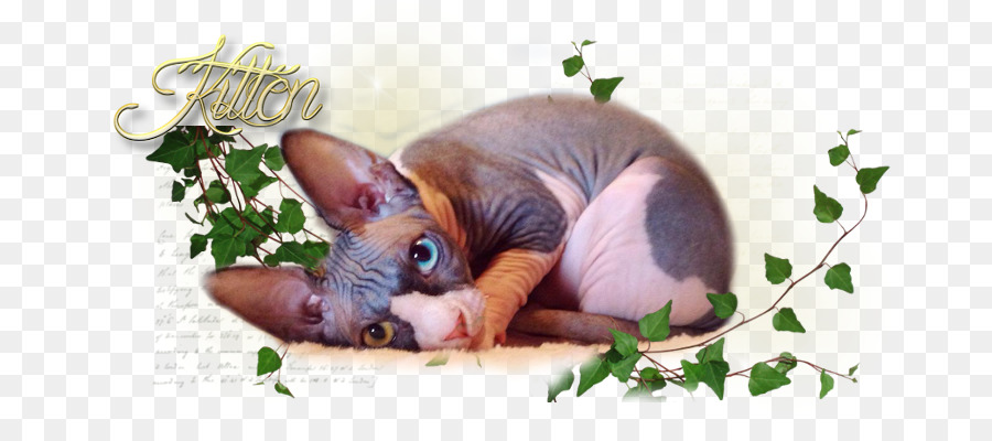 Chat Sphynx，La Faune PNG