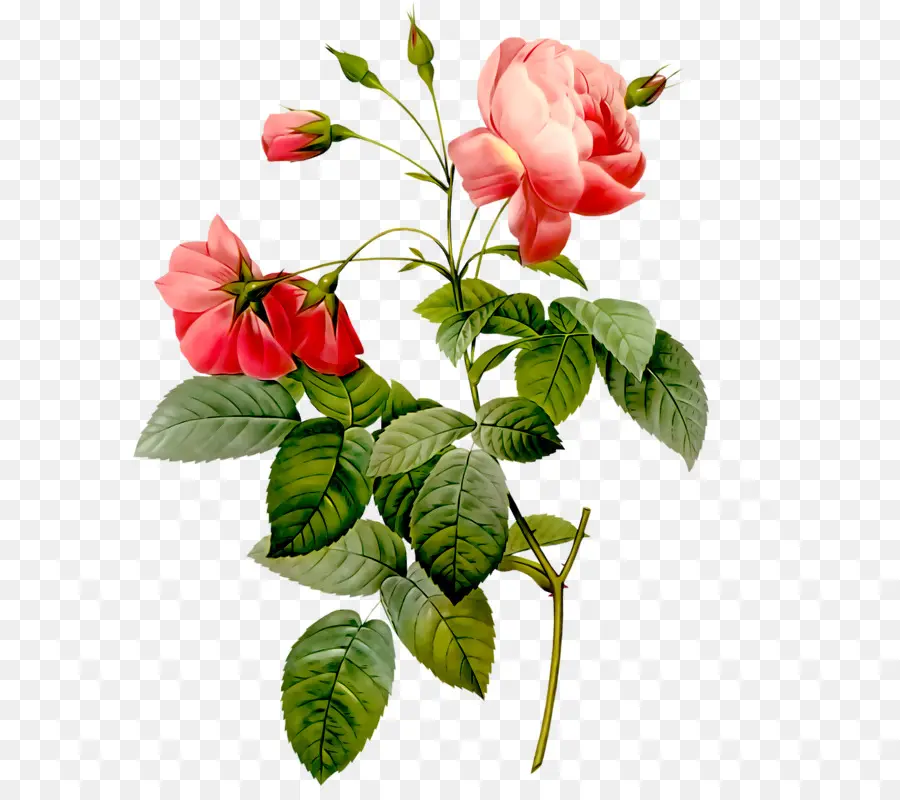 Rose，Fleur PNG