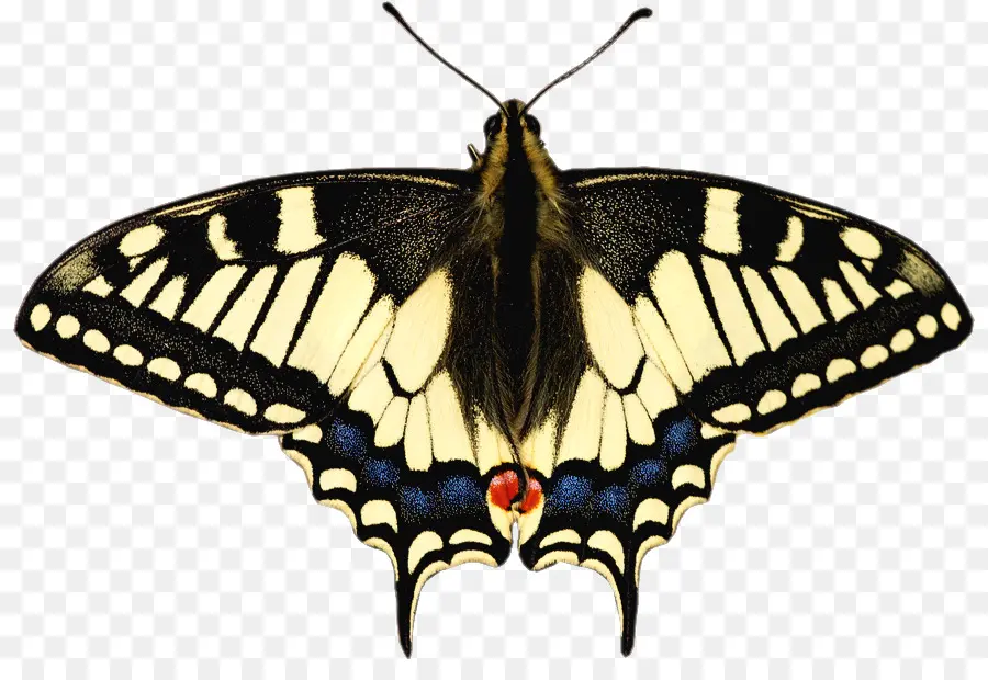 Papillon，Ailes PNG